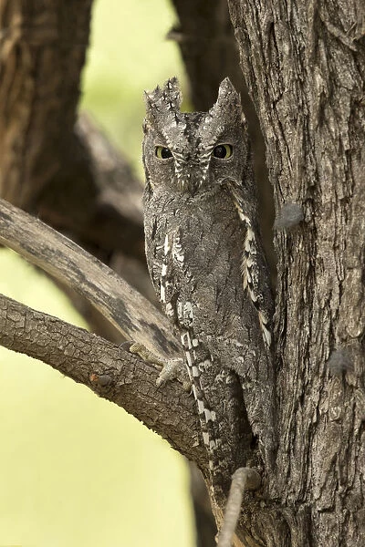 African Scops-Owl sitting in tree camouflaged, South Africa