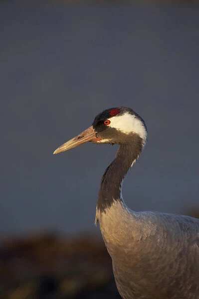 Common Crane close-up, Grus grus