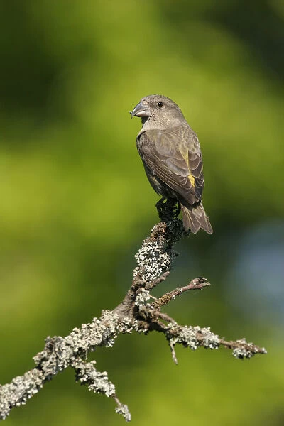 Common Crossbill female perched on branch Poland