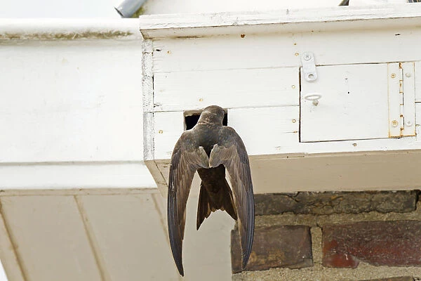 Common Swift hanging in front of nestingbox against wall of house in search of nesting holes to breed in, Apus apus