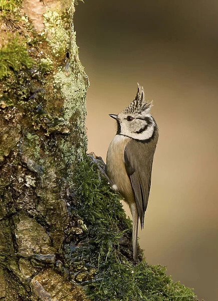 Crested Tit perched at treetrunk