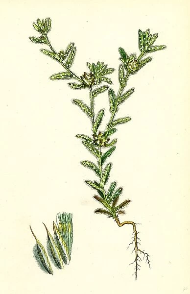 Filago apiculata; Red-tipped Cudweed
