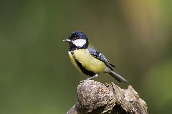Great Tit perched on a trunk, Parus major