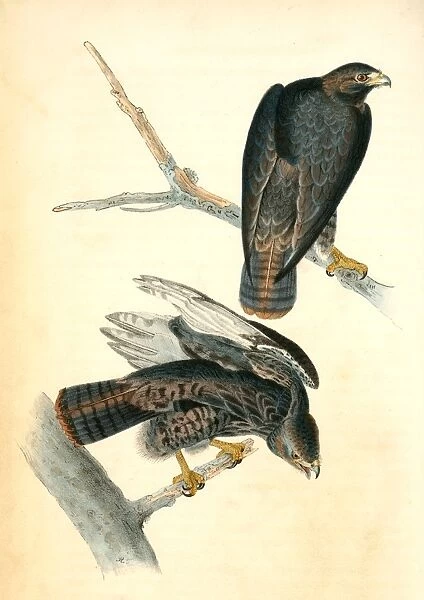 Harlans Buzzard. Audubon, John James, 1785-1851