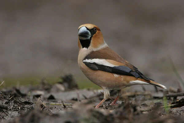 Hawfinch on the ground Netherlands, Coccothraustes coccothraustes