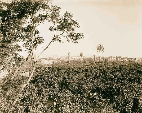 Jaffa Joppa environs orange groves 1898 Israel