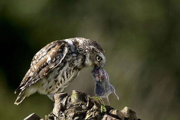 Little Owl with mouse, Athene noctua
