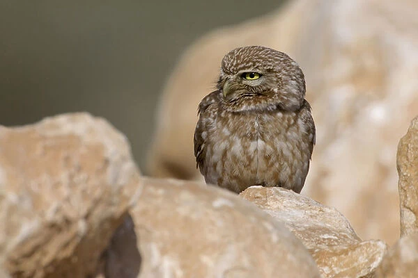 Little Owl perched on rock, Athene noctua