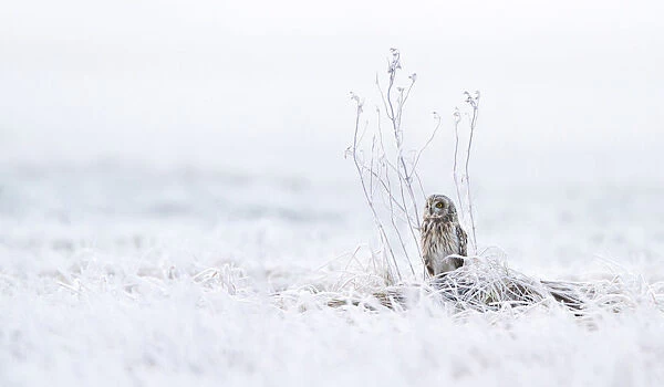 Short-eared Owl perched in snow-covered field, Asio flammeus, Netherlands