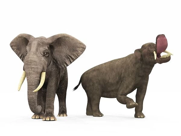 An adult Platybelodon compared to a modern adult African Elephant