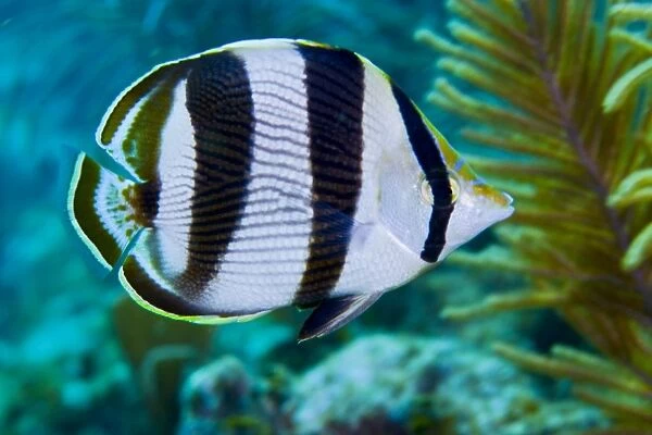 Close-up of a Banded Butterflyfish