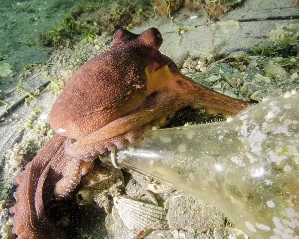 Common octopus protecting a bottle, West Palm Beach, Florida