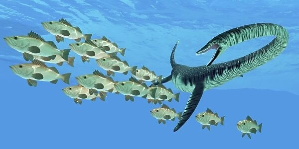 An Elasmosaurus hunts a school of bocaccio fish