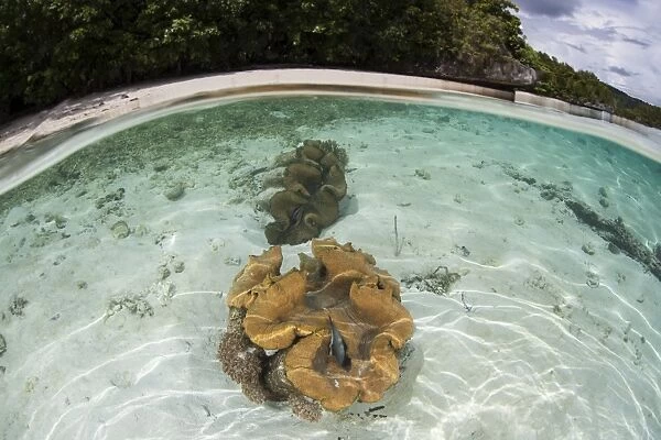 Giant clams grow in shallow water in Raja Ampat, Indonesia