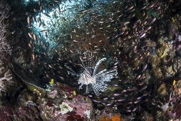 A lionfish hunts for prey on a colorful coral reef