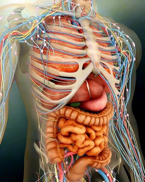 Perspective view of human body, whole organs and bones