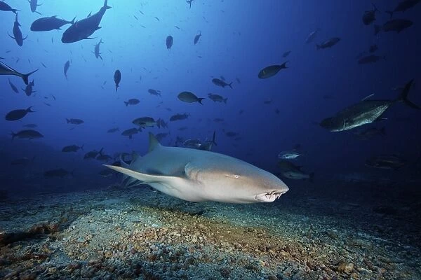 Tawny Nurse Shark swims away after eating some fish scraps, Fiji