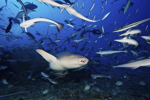 A Tawny Nurse Shark swims away after eating some fish scraps, Fiji