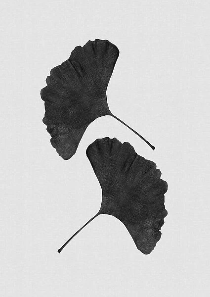 Ginkgo Leaf Black & White II