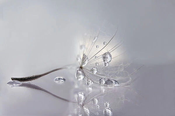 Silver. dandelion seed with drops. Rina Barbieri