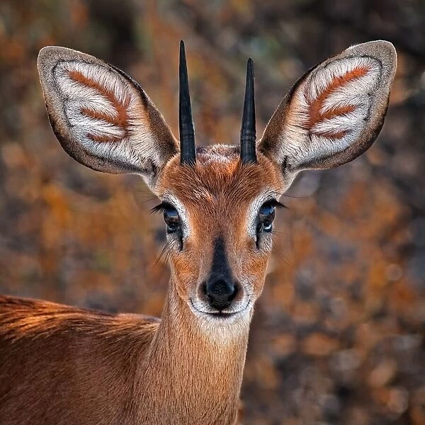 Steenbok, one of the smallest antelope in the world