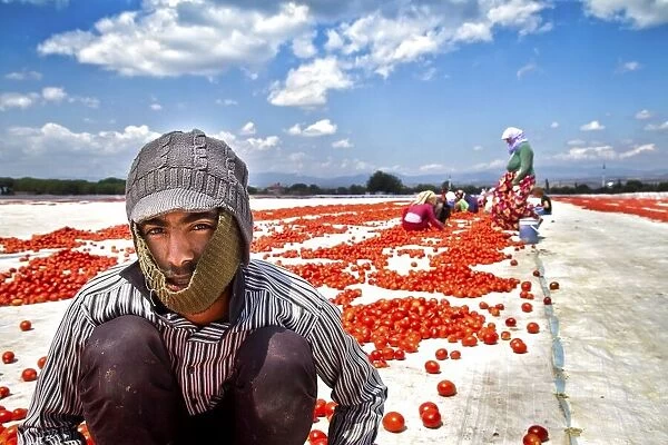 tomato worker