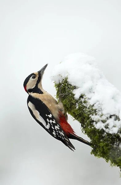 Great Spotted Woodpecker in snow (Dendrocopos major), Scotland, January