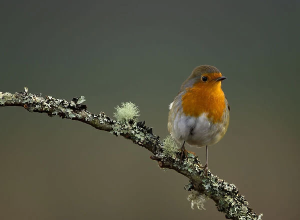 Robin (Erithacus rubecula) perched on a branch, Worcestershire, UK. January