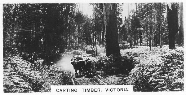 Carting timber, Victoria, Australia, 1928