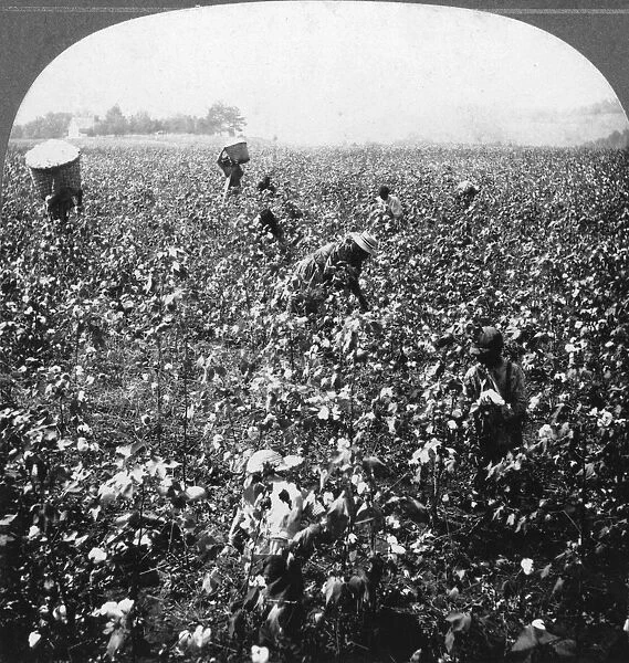 A cotton plantation, Rome, Georgia, USA, 1898. Artist: BL Singley