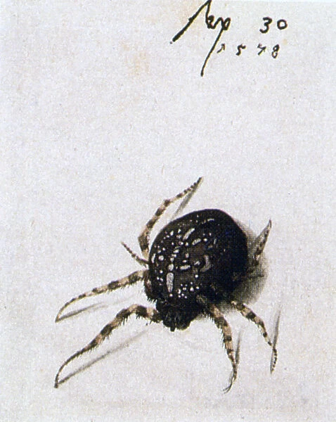 Female Spider, 1578. Artist: Joris Hoefnagel