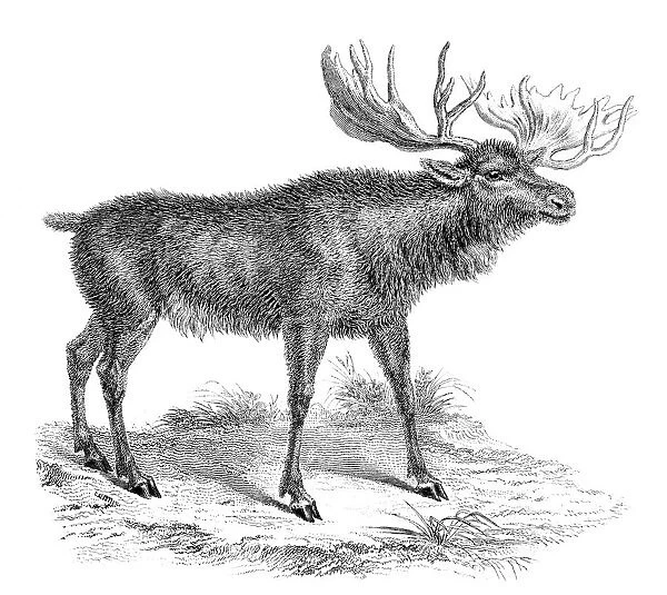 Moose Deer, 19th century