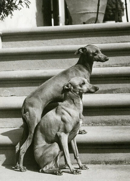 Fall  /  Italian Greyhound