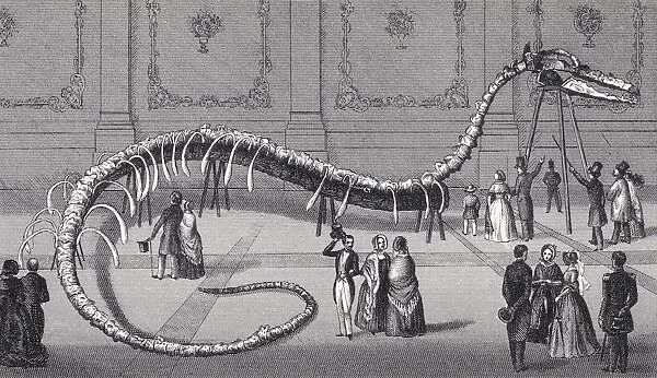 114 Feet Long Skeleton Of Fake Sea Serpent Hydrarchos Harlani Put On Show In New York And Boston In 1845 By Albert C. Koch. It Was Subsequently Exposed As A Fraud, The Fake Made Up From Five Fossil Whale Skeletons. From A 19Th Century Print