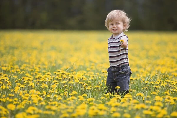 18-Month-Old Boy In Dandelion Field; Thunder Bay, Ontario, Canada