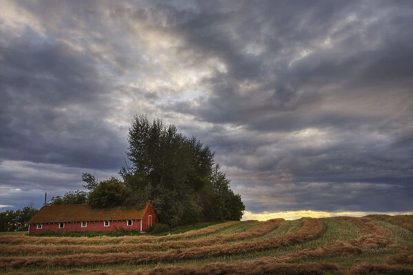 Abandoned Red Barn Against Stormy Evening Sky, Central Alberta