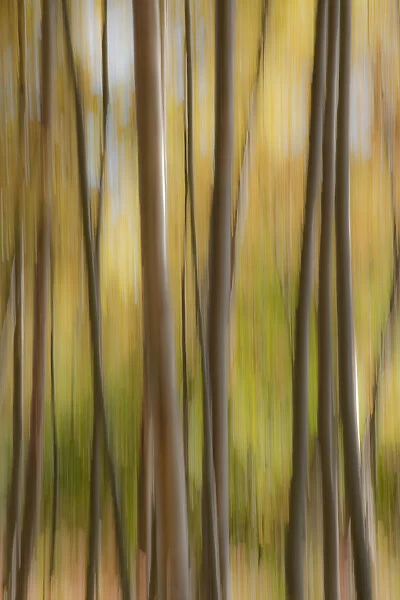 Abstract Of Birch Trees And Fall Colors, Alaska
