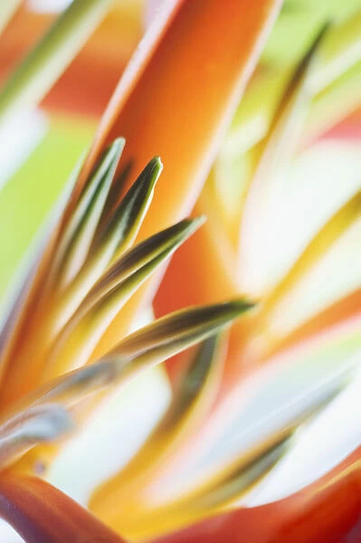 Abstract Close-Up View Of Heliconia