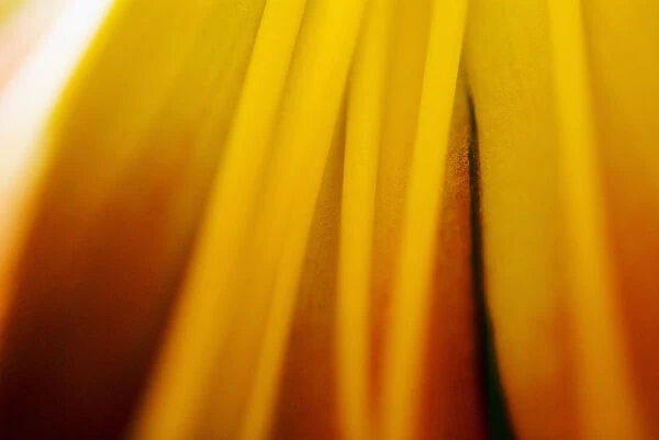 Abstract Of Day Lily (Hermerocallis)