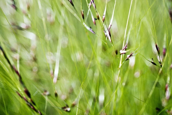 Abstract Of Green Ornamental Grass (Stipa Gigantea)