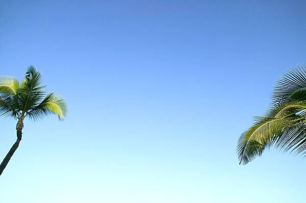 Abstract Perspective Of Coconut Palm Trees And Cloudless Blue Sky