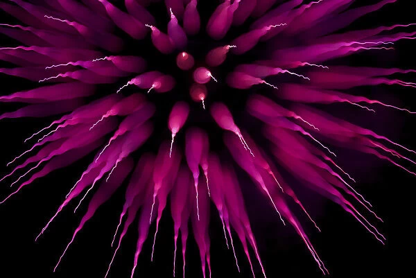 Abstract Purple Firework Burst Using Focus Pull; Twickenham, England