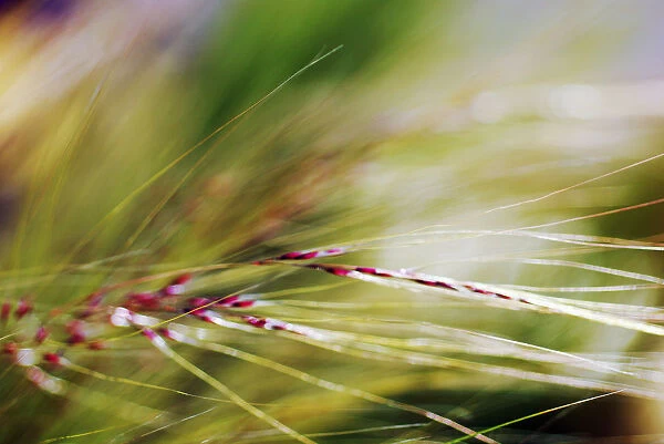 Abstract Of Windblown Ornamental Grass (Stipa Gigantea)