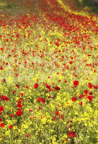 Abundance Of Red Poppies In A Field; Whitburn, Tyne And Wear, England