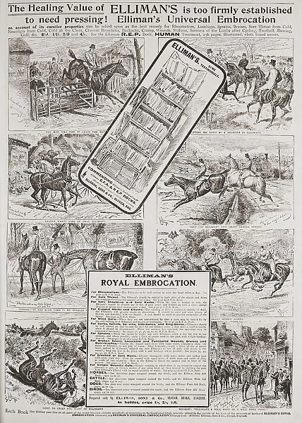 Advertisement for Elliman's Universal Embrocation in a 1907 edition of The Graphic, a weekly illustrated newspaper, published in London from 1869 to 1932
