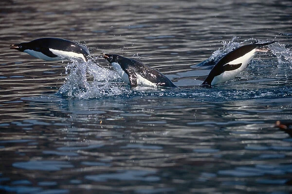 Adelie Penguins Porpoising Across Surface Of Water South Atlantic Antarctica Summer