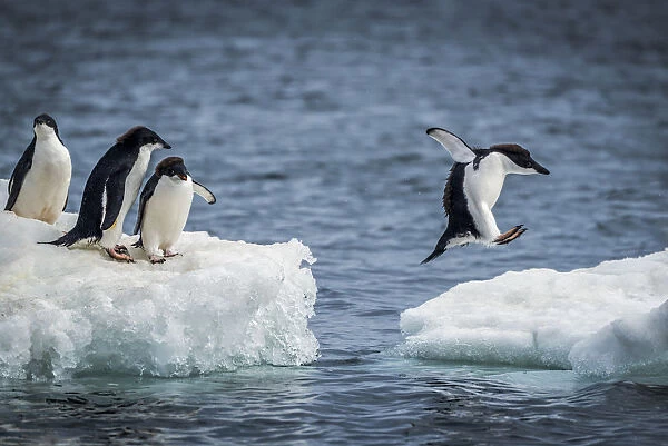 Adelie penguins (Pygoscelis adeliae) jumping between two ice floes