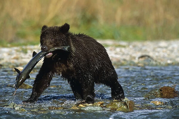 Adolescent Brown Bear Carrys Chum Salmon Sw Ak Summer Geographic Harbor