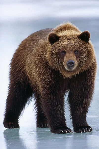 Adolescent Brown Bear Standing On Frozen Pond Winter Sc Alaska Wildlife Conservation Center Captive