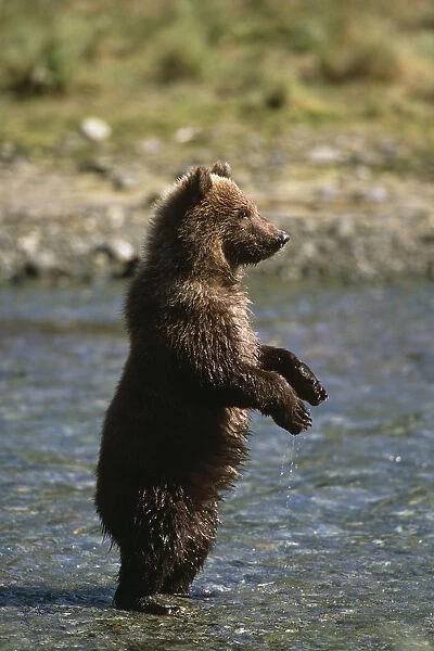 Adolescent Brown Bear Standing In River Sw Ak Summer Geographic Harbor